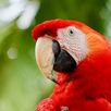 Papegaai Costa Rica